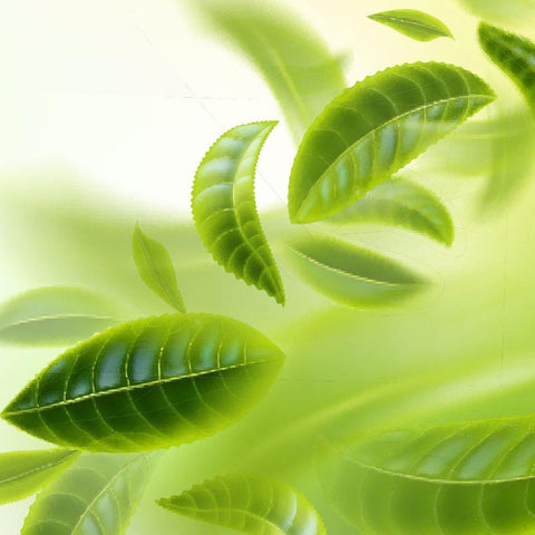 Green Tea - TEAMOO